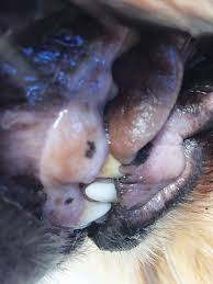 Quiz Mucous Membrane Evaluation In Dogs Clinicians Brief