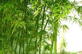 Zoned dough® + bamboo charcoal. Zone 7 Bamboo Varieties Best Types Of Bamboo For Zone 7