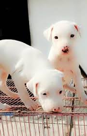 beagle dog dogs in punjab