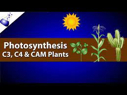 photosynthesis comparing c3 c4 and