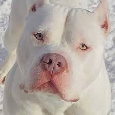 Worldwide, is an american rapper. White Pitbull Cute Animals Beautiful Dogs Pitbull Dog
