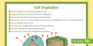 Plant and animal cells are similar in that both are eukaryotic cells. Cell Organelles Poster Plant And Animal Cell Diagram