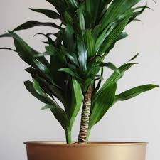 10 Tall Potted Plants That Add A Touch