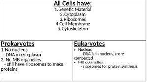 Eukaryotic Vs Prokaryotic T Chart By Mr T Science Corner Tpt