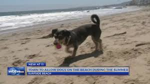 surfside beach will allow dogs on the