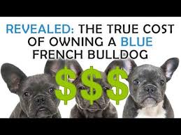 Any internationally shipped puppies are done by our trusted puppy nannies. Blue French Bulldogs What To Know Before Owning A Puppy