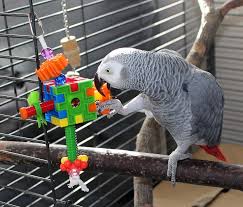 15 diy bird toy plans you can make