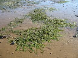 Zostera marina Calflora