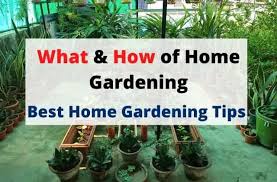 16 Home Gardening Tips For Beginners
