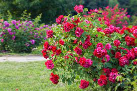 5 types of rose bushes to grow in any