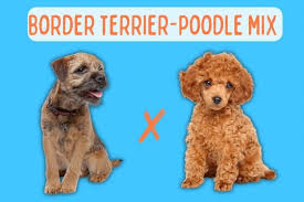 border terrier poodle mix ultimate