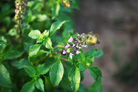 What is Tulsi? - Organic India