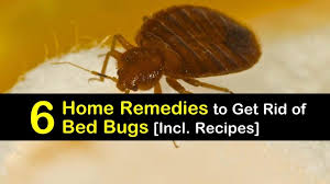6 Home Remes To Get Rid Of Bed Bugs
