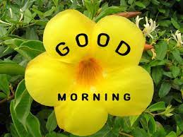 Maybe you would like to learn more about one of these? Yellow Flower Good Morning Images With Quotes Good Morning Images Good Morning Images Download Latest Good Morning Images