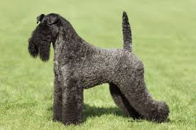Your source for all kerry blue terrier information in canada. Kerry Blue Terrier Puppies For Sale Ipswich Suffolk Pets4homes
