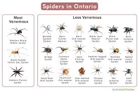 types of spiders in ontario list with