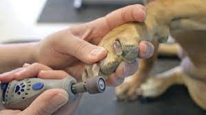 how to dremel your dogs nails do it