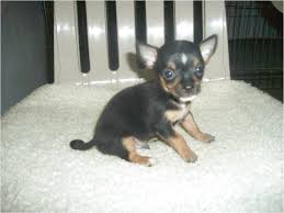 Chiweenie puppies (waynesburg) chiweenie puppies. Chihuahua Puppies For Sale In Charlottesville Va