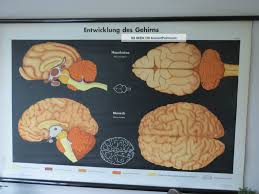 Vintage Anatomical Pull Down School Chart Of The Human Brain