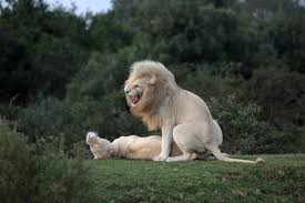 white lions of timbavati facts a