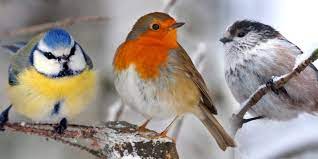 10 british garden birds britain and