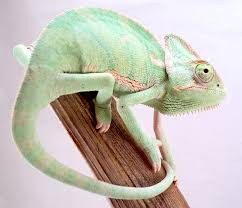 veiled chameleon caresheet reptile