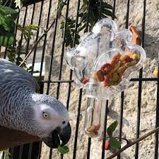 why do parrots need foraging toys
