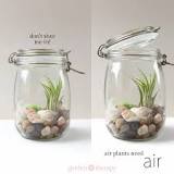 Image result for are air plants easy to grow
