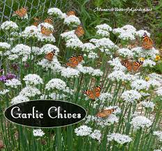 Butterfly Plants List Butterfly Flowers And Host Plant Ideas
