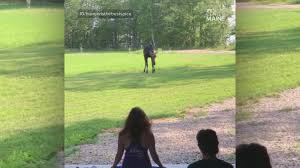 maine moose becomes one with yoga