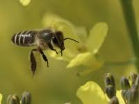 「ニホンミツバチ」の画像検索結果