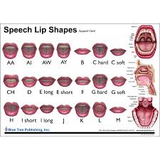 sch lip shapes anatomical chart