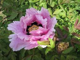 Herbaceous peonies are perennials that die back to the ground each fall and reappear in spring. Peony Description Types Major Species Britannica