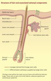 function of skin hair and nails