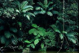 rainforest structure wet tropics