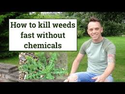 Kill Weeds Easily With A Weed Burner