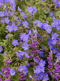 Top 10 blue perennials for dreamy gardens. Geranium Johnson S Blue Bluestone Perennials