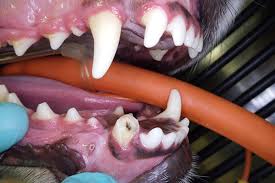 Fractured/Discolored Teeth | Sacramento Veterinary Dentistry Services
