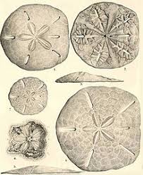 Maybe you would like to learn more about one of these? Sand Dollar Wikipedia