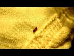 varied carpet beetle larvae anthrenus