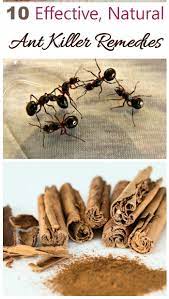 ant remes natural ways to