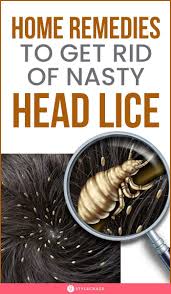 dehydrating head lice a comprehensive