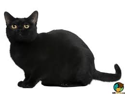 Navigate to the first new classified £40 ovno for sale. Bombay Cat Breed Information Uk Pets