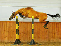 what-is-the-highest-fence-a-horse-can-jump