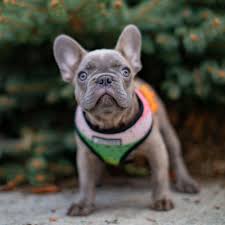 To learn more about our breeding process or the nebraska english bulldog puppies for sale, please feel free to browse through our website and contact us with any questions you may have. Reserved Rare Akc Lilac Male French Bulldog Puppy For Sale Nw Frenchies Washington State Northwest Frenchies