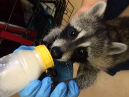 Raising Raccoons Its Not For The Faint Of Heart
