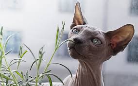 sphynx cat breed of hairless cats