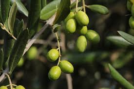 olive leaf extract to your kids