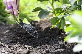 Soil Is The Foundation To A Good Garden