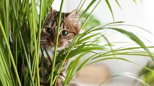 5 Plants You Can Grow That Your Cat